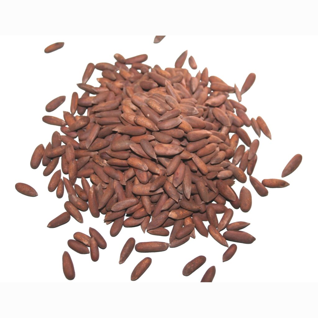 Pinjenötter från afghanistan