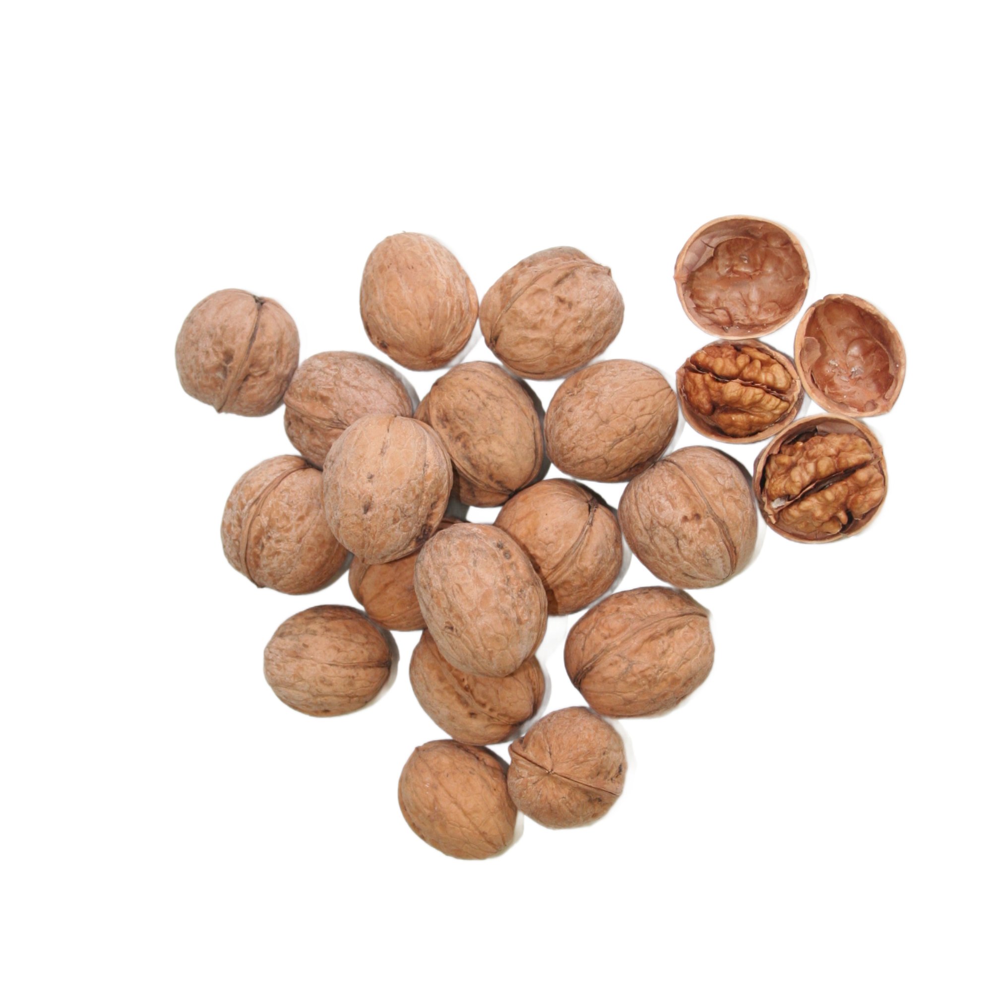 Valnötter med skal 500 g 3 Köp valnötter med skal online och njut av naturlig kvalitet, krispig konsistens och rik smak – direkt från naturen till ditt kök.